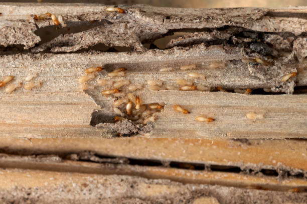 Best Best Pest Control Companies  in Lake Placid, NY